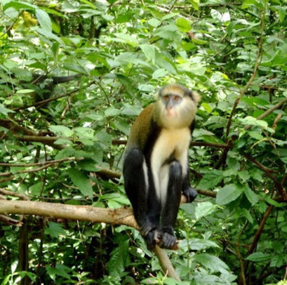 obriekie